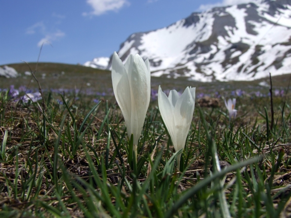 Crocus neapolitanus / Zafferano napoletano